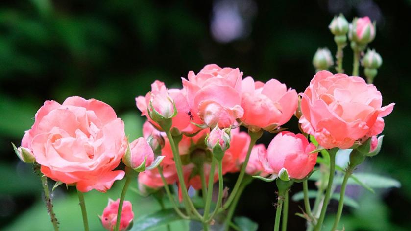 Seitenverhältnis 16:9