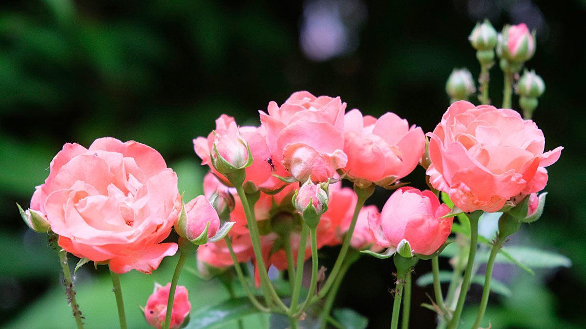 Seitenverhältnis 16:9