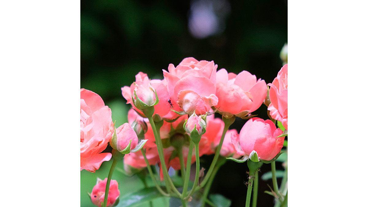 Seitenverhältnis 1:1