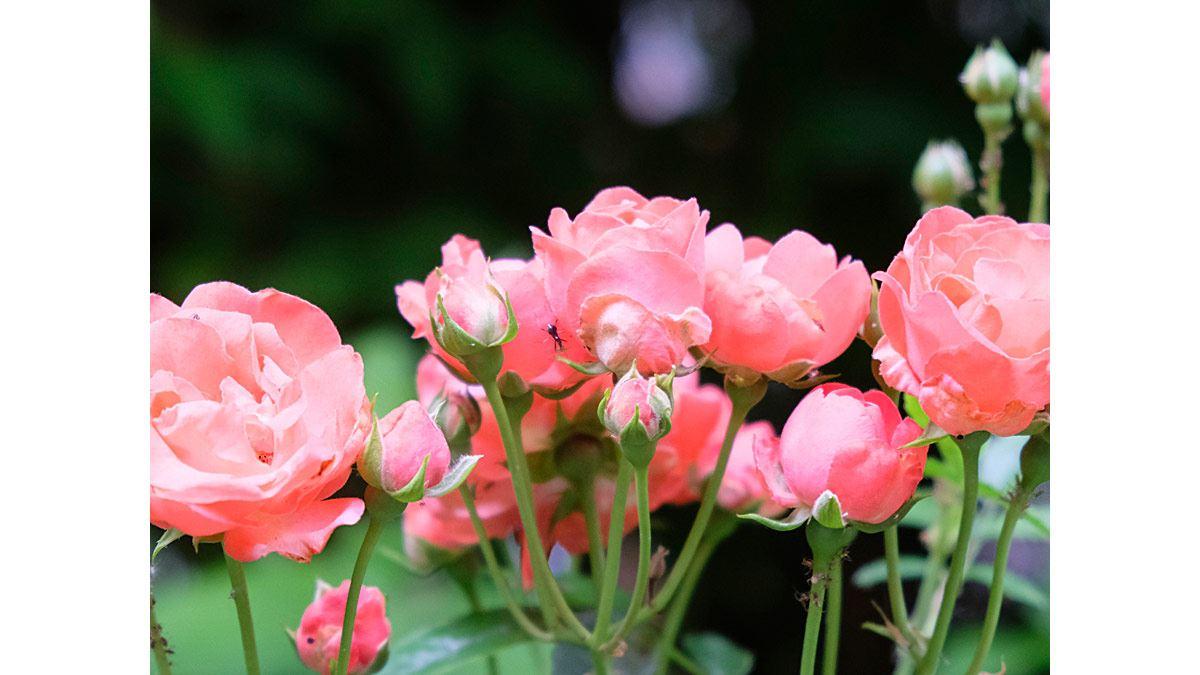 Seitenverhältnis 3:4