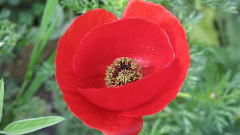 Digitalfoto belichtet vs. gedruckt