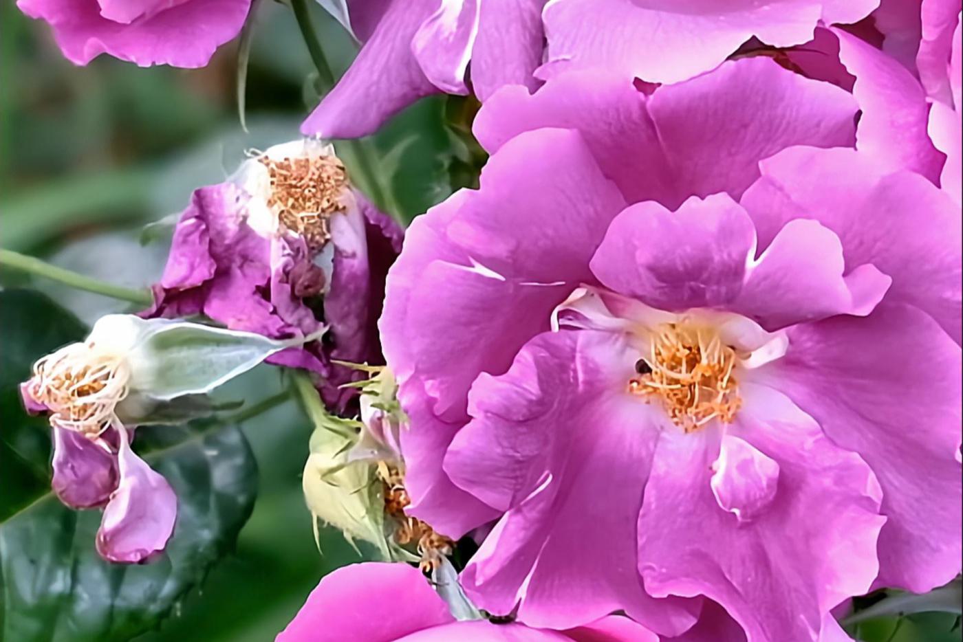 Video FullHD mit KI upscale auf 4K