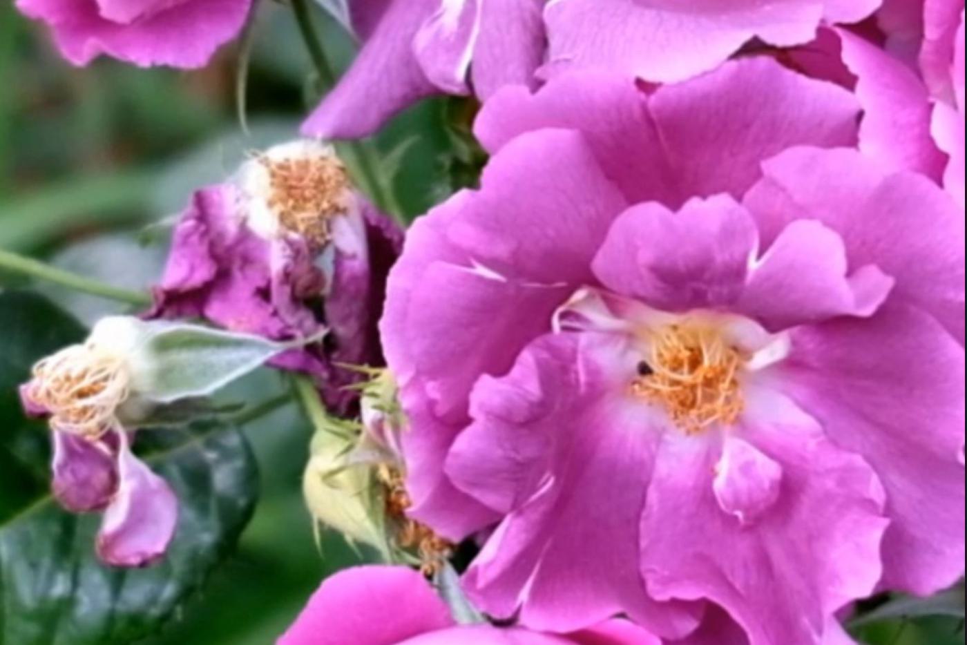 Video FullHD mit KI upscale auf 4K