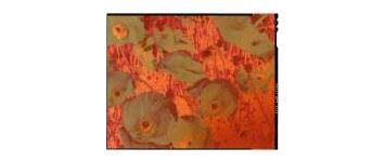 Wir belichten und drucken Digitalfotos von ihren Plan-Filmen (Großformatfilme).