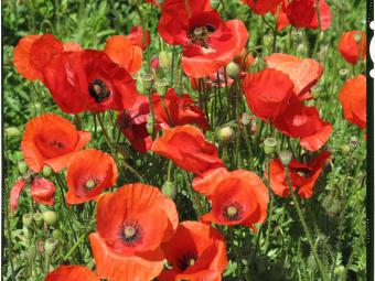 Wir digitalisieren (scannen) Großformat-Dias (Planfilme) in perfekter Qualität.