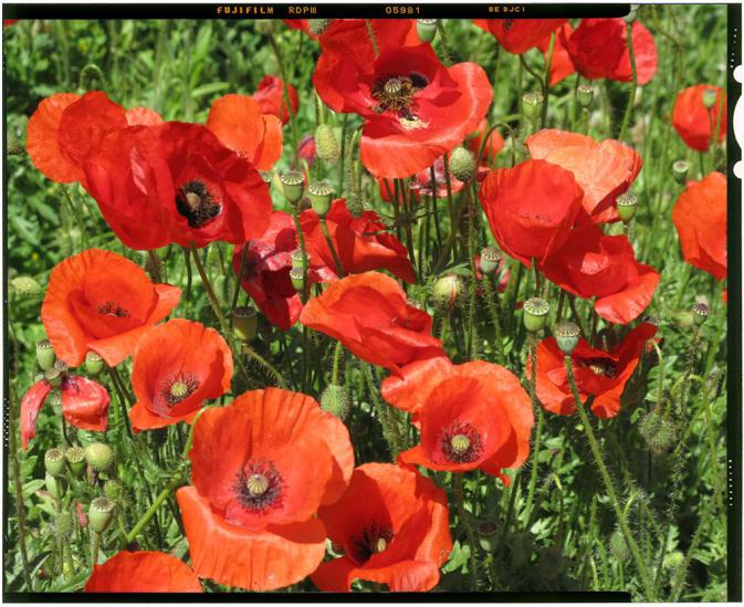 Wir digitalisieren (scannen) Großformat-Dias (Planfilme) in perfekter Qualität.